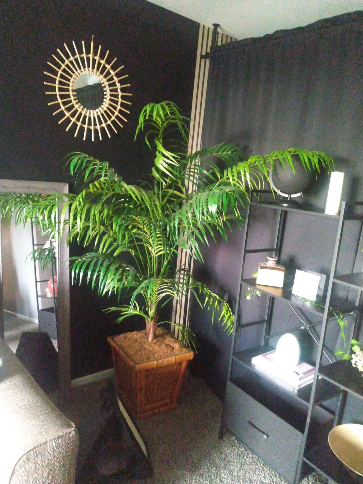 Tall Tree Plant