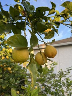 Organic Sour Lemon 🍋