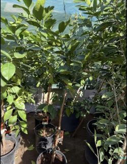 Sweet Navel 🍊 Trees, Arizona Sweet, Cara Cara Red Navel, Moro Blood 4F $55 Each Price Firm