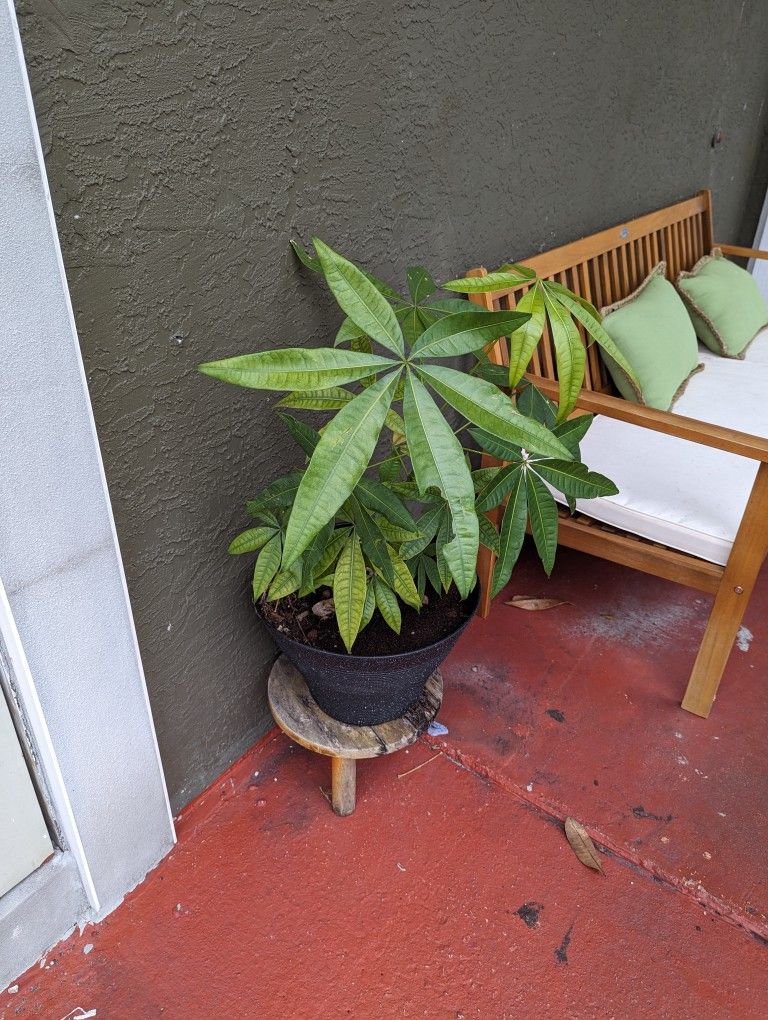 Money Tree
