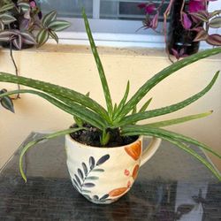 allow Vera plant