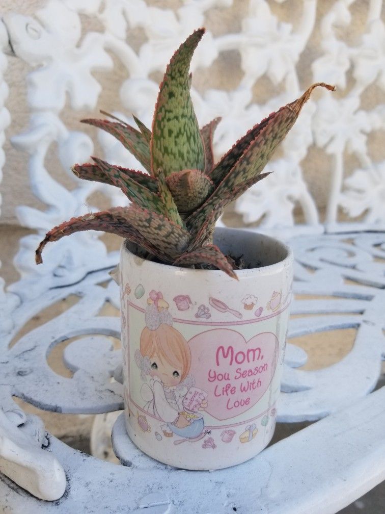 💐💝Mother's Day Potted Plant