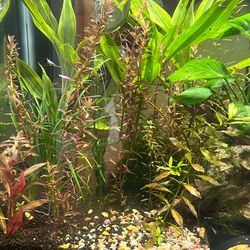 Aquarium Neocaridina Decorations