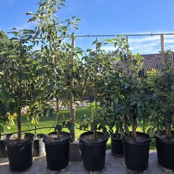 GEM Avicado Tree 15 Gallon