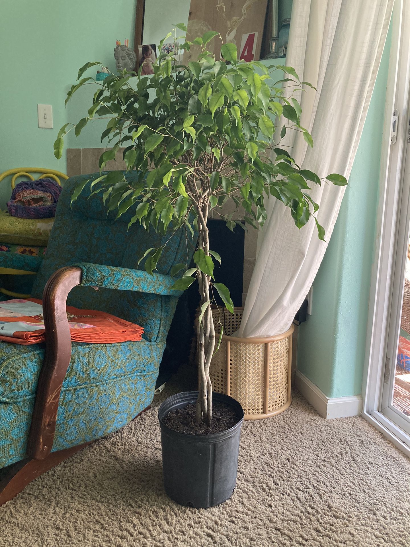 Ficus Benjamina Aka Weeping Fig With Braided Trunk