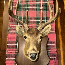 REAL Whitetail Deer Head – Authentic Taxidermy Mount 