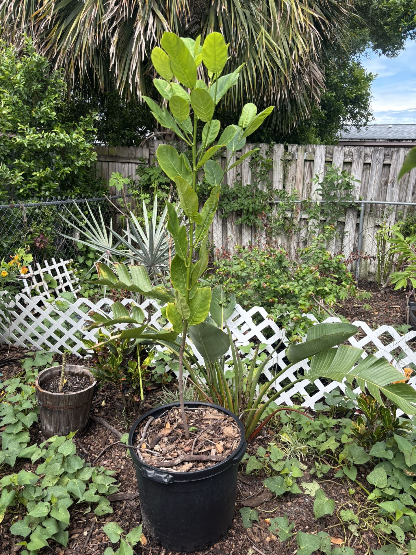 Jackfruit Tree 5-6ft
