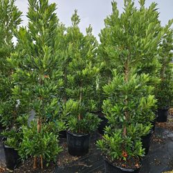 Japanese Blueberry  Tree And Topiary 