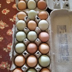 Fresh Eggs 