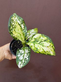 4” aglaonema white valentine