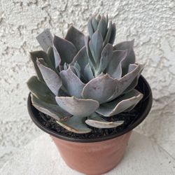 6 Inch Pot Succulent Plant - Echeveria Cante Glass - White Cloud - Rooted & Established - Drought Resistant - 🪴