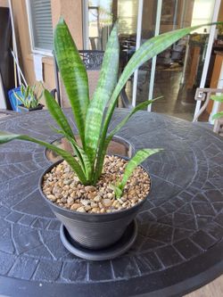 Snake Plant