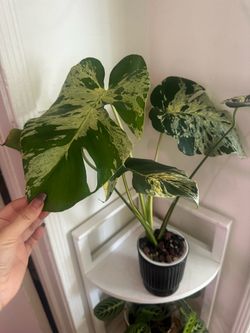 RARE Monstera Vietciosa