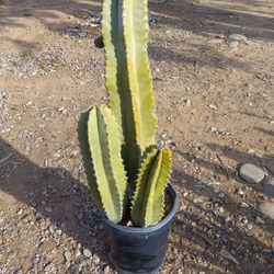 Cactus