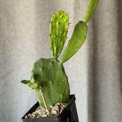 (3) Prickly Pear Cactus Cuttings  / Pads