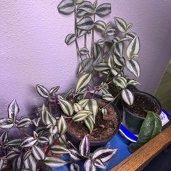 Tradescantia Plant In Pot Climbing Vibrant Multi Color