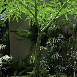 Voodoo Lily Perennial Plants (pls Read Description Below)