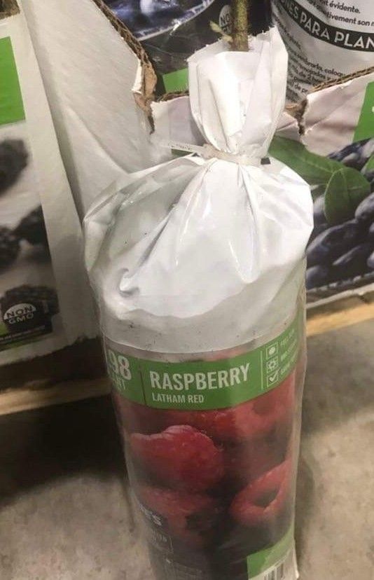 2 X Berry Collection Seedling Plants 1ft Ready To Plant