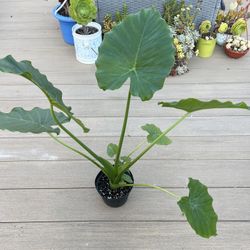 Alocasia California, Live Plant in a 6” Nursery Pot. ✔️ Profile for more Plants