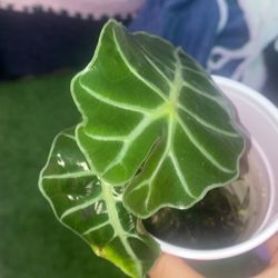 Alocasia Polly