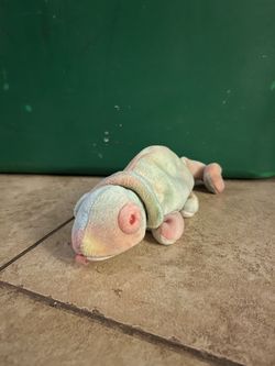 Iguana