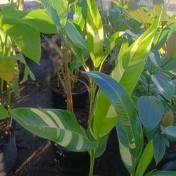 Variegated Heliconia Plants 🏡🏡7gl $45