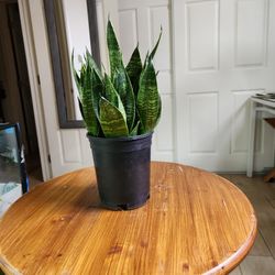 Snake Plant 