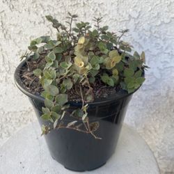 1.5 Gallon Pot Succulent Plant- Callisia Repens - Gold Mini - Miniature Wandering Dude - Rooted & Established - Drought Resistant - 🪴 