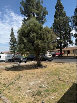 30-40 year old olive tree