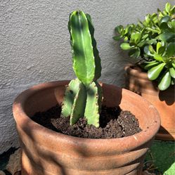 Cactus + Pot