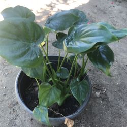 ALOCASIA Plat