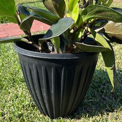 House Plant