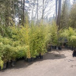 Bamboo Plants 
