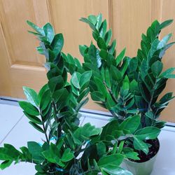 Very Healthy Zz Plants 🪴 $25 each