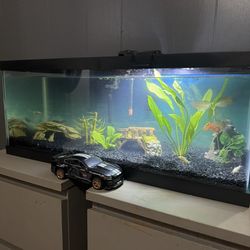 20 gallon fish tank