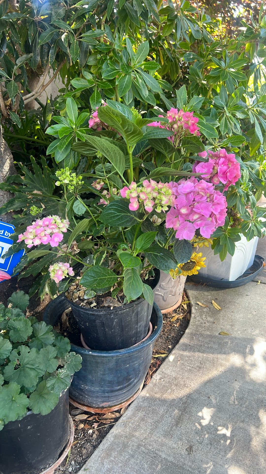 hydrangeas