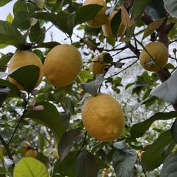 Last Call For Lemons! 