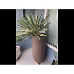 4 feet x 4 feet variegated Yucca in bullet brown planter
