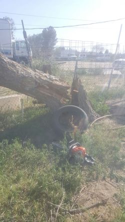 tree for sale