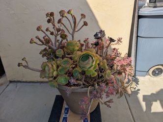 Big plant