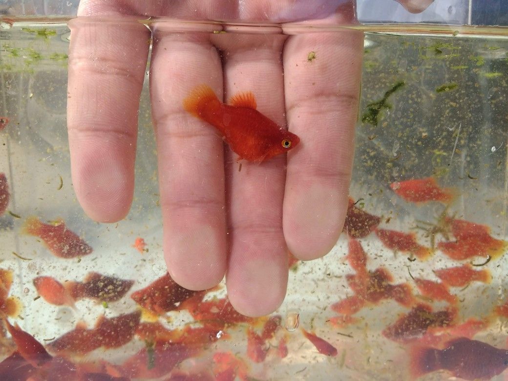Teacup Platy