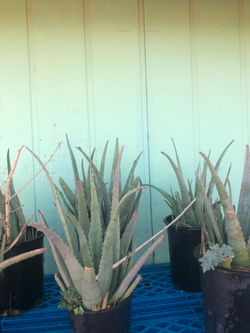 Aloe Vera plants for sale