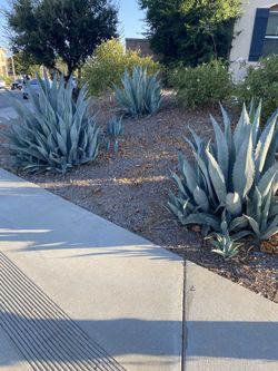 Agave Plants