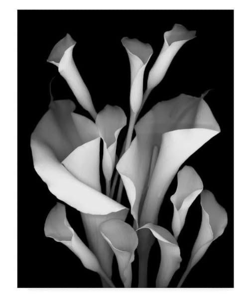 Black & White Calla Lily Canvas Print