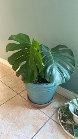 Monstera Deliciosa Live Plant in Pot