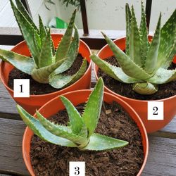 Aloe Vera Plants