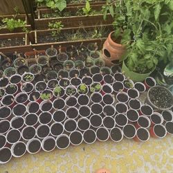 Fruit And Veggie Plant 