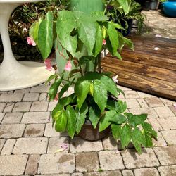 Cane Begonia Plant