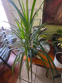 Dragon tree plant