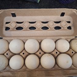 Farm Fresh Duck Eggs